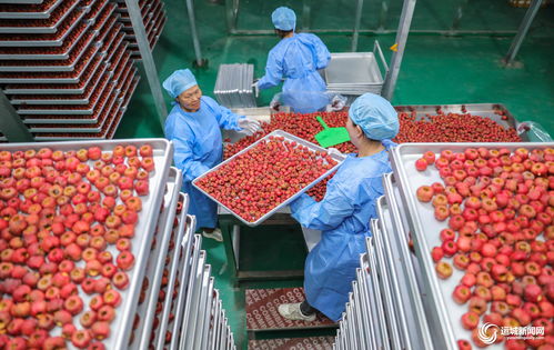 聞喜縣陽隅鎮 深加工賦能鮮果產業，小水果撬動鄉村大振興